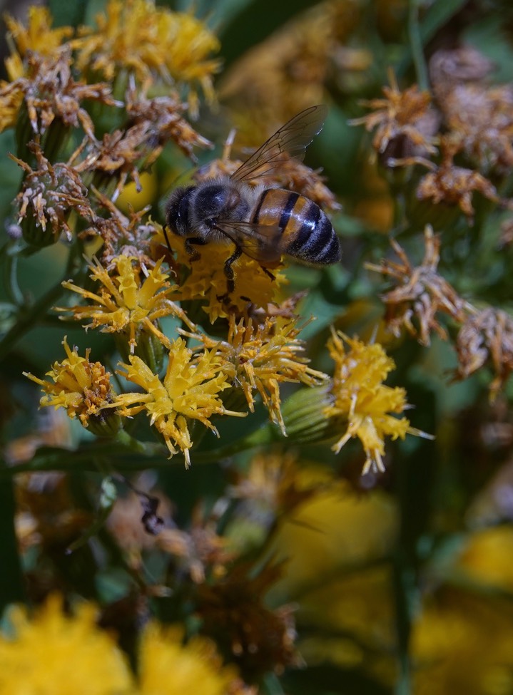 Apis mellifera. Western Honey Bee, Pericome caudata, Taperleaf2