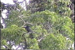 Aracari, Black-necked