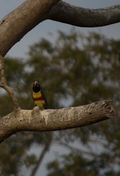 Aracari, Chestnut-eared 1