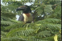 Aracari, Collared