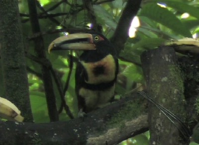 Aracari, Pale-mandibled 2