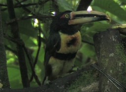 Aracari, Pale-mandibled