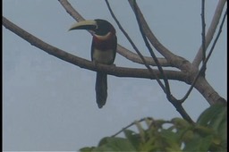 Aracari, Red-necked