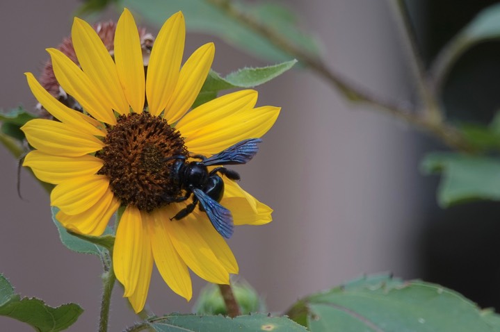 Arizona Carpenter Bee 1