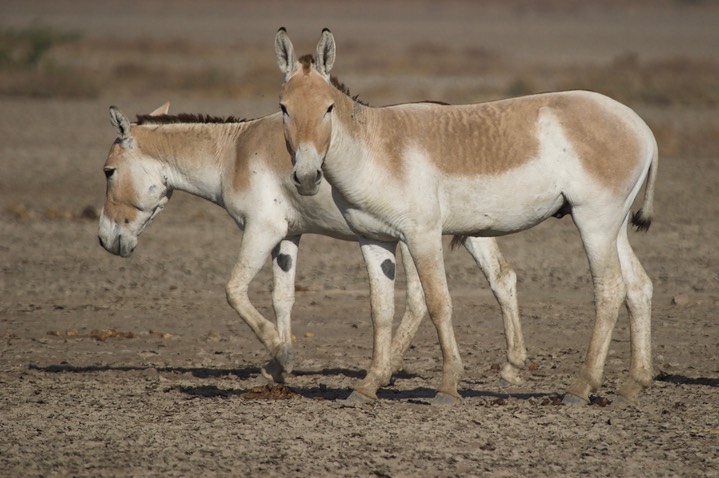 Ass, Indian Wild. Equus hemionus khur15