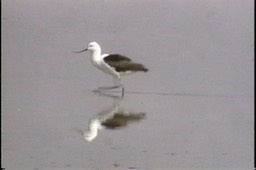 Avocet, Andean