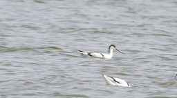 Avocet, Pied 2