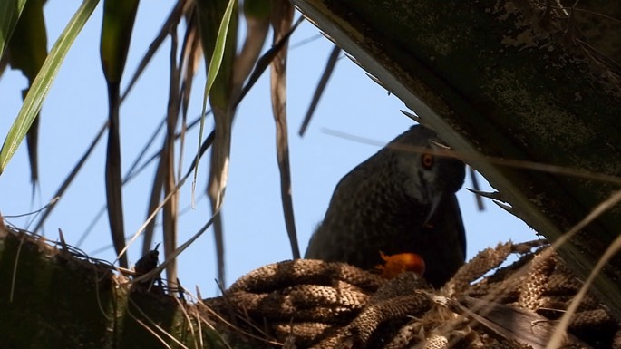 Babbler, Brown 1