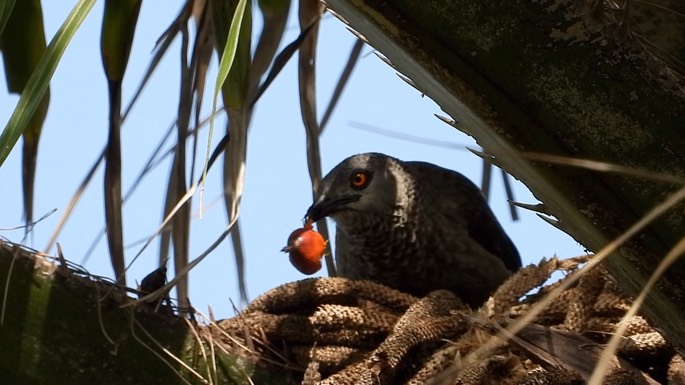 Babbler, Brown 2