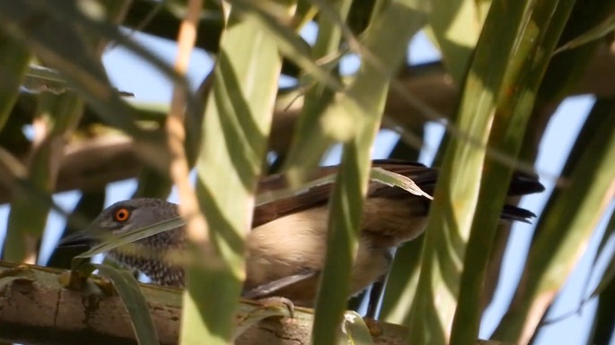 Babbler, Brown 3