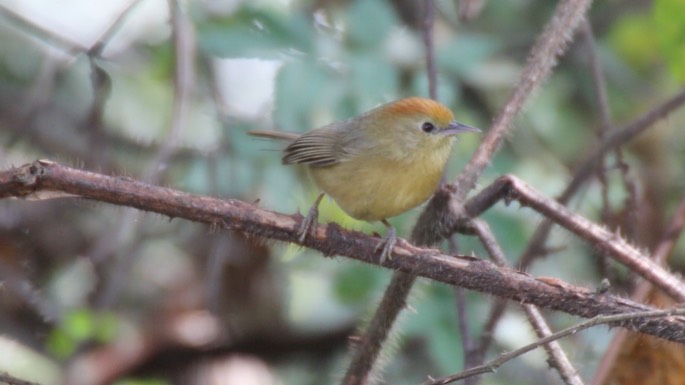 Babbler, Rufous-capped 4