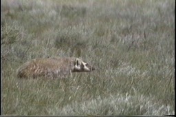 Badger