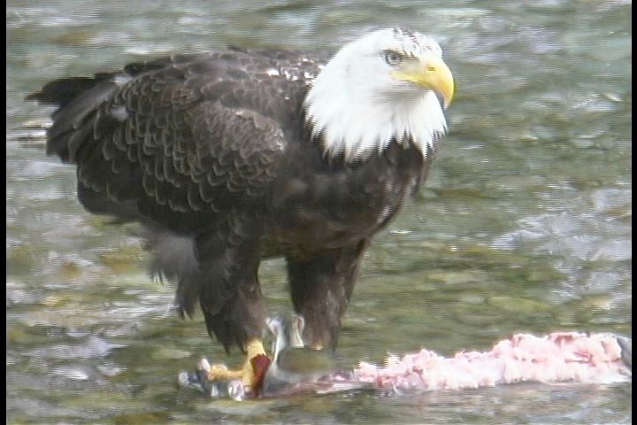 Bald Eagle 2