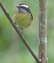 Bananaquit 1