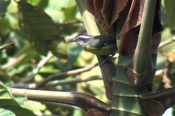 Bananaquit 1_1