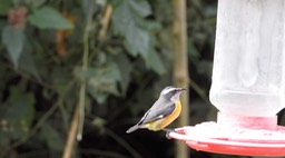 Bananaquit (Cerro Montezuma, Colombia)