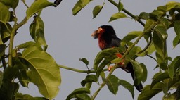 Barbet, Bearded 3