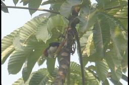 Barbet, Black-girdled