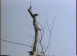 Barbet, Black-spotted