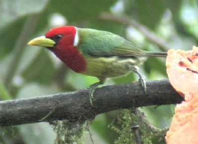 Barbet, Red-headed 4