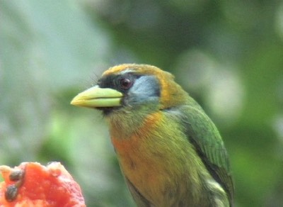 Barbet, Red-headed photo 3