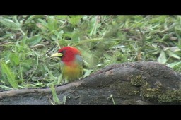 Barbet, Scarlet-hooded 3