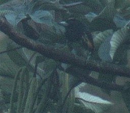 Barbet, Spot-crowned 1