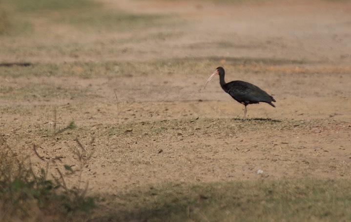 Pantanal, Brazil