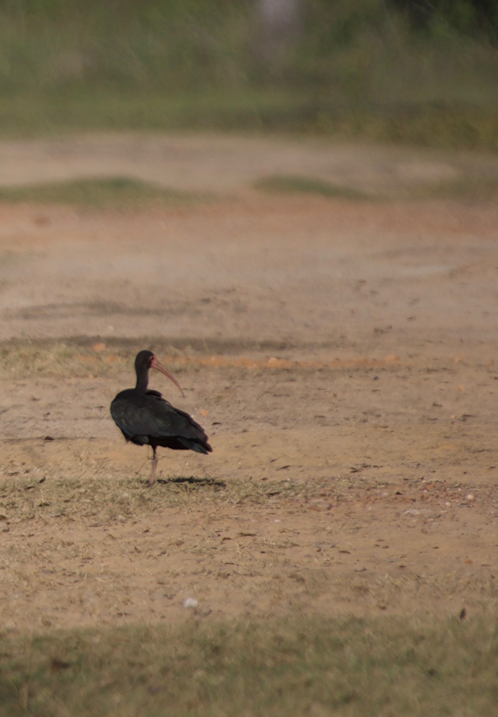 Bare-faced Ibis, Phimosus infuscatus 2