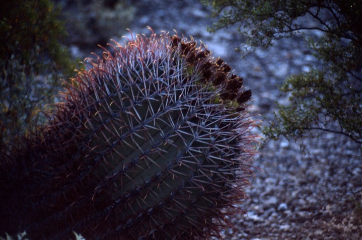 Barrel Cactus084