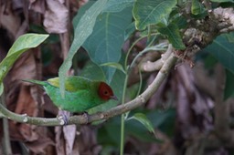  Bay-headed Tanager, Tangara gyrola toddi                              1