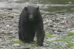 Bear, Black 5