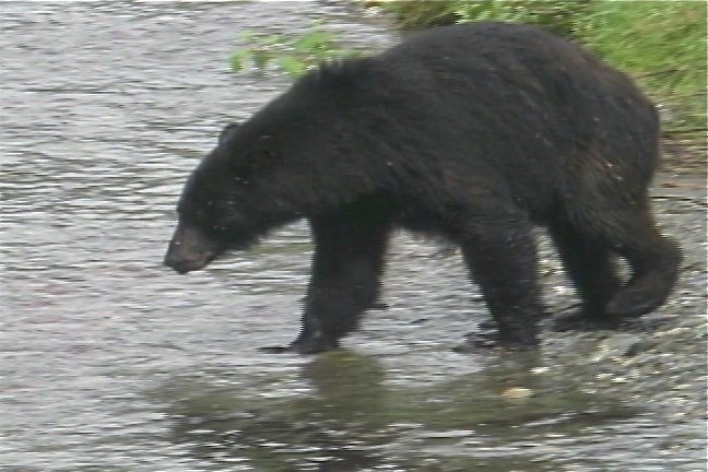 Bear, Black 6