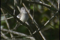 Beardless-Tyrannulet, Southern 4