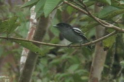 Becard, White-winged