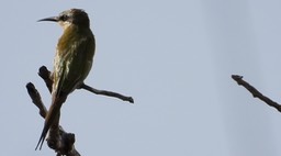 Bee-Eater, Blue-cheeked 5