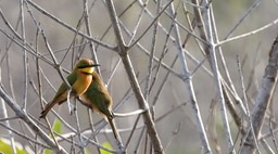 Bee-Eater, Little 1