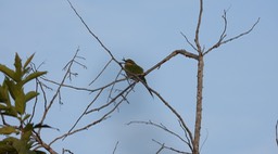 Bee-eater, Swallow-tailed Senegal 2