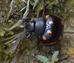 Beetle - Cerro Montezuma