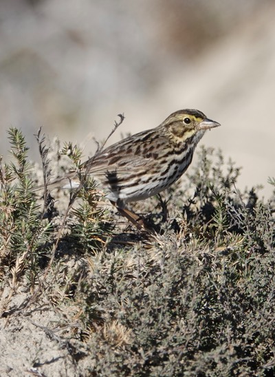 Belding’s Sparrow, Passerculus beldingi3