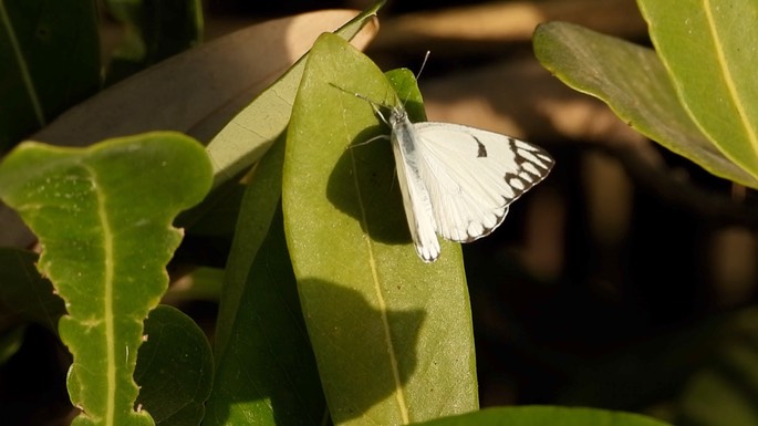 Belenois aurota 1