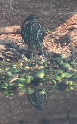 Bittern, Black 7