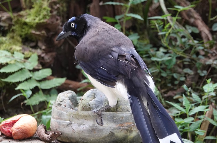 Black-chested Jay i1