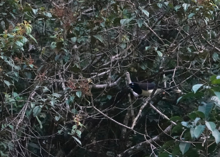 Black-chested Jay