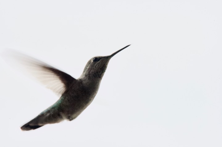 Black-chinned Hummingbird Archilochus alexandri Tucson AZ2