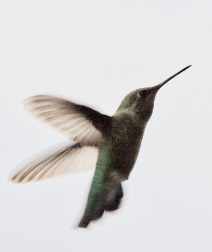 Black-chinned Hummingbird Archilochus alexandri Tucson AZ1