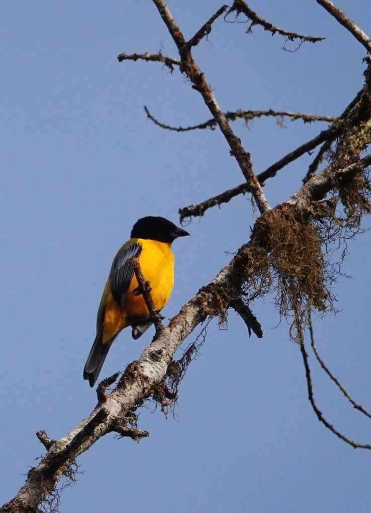 Black-chinned Mountain-Tanager