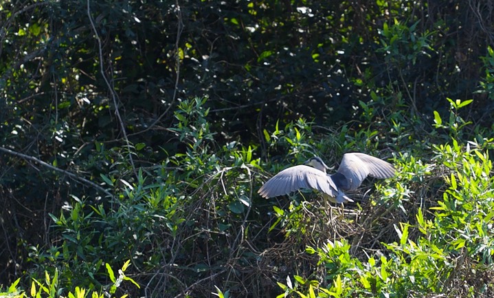 Black-crowned Night-Heron12