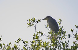 Black-crowned Night-Heron