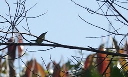 Black-headed Tody-flycatcher f1